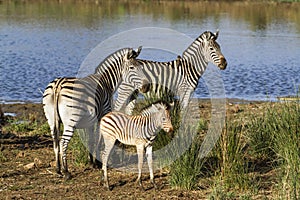BurchellÃ¢â¬â¢s zebra in the riverbank in Kruger National park photo